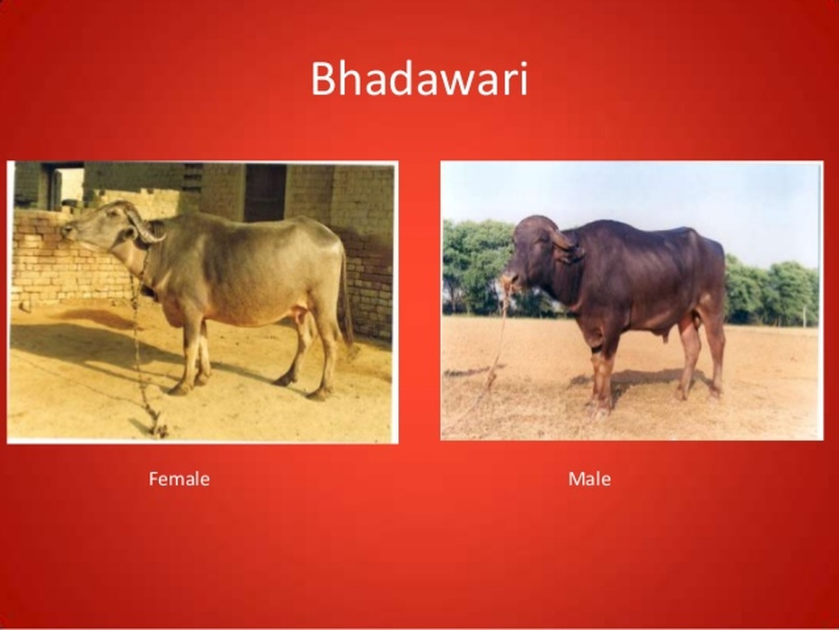 Bhadawari Buffalo