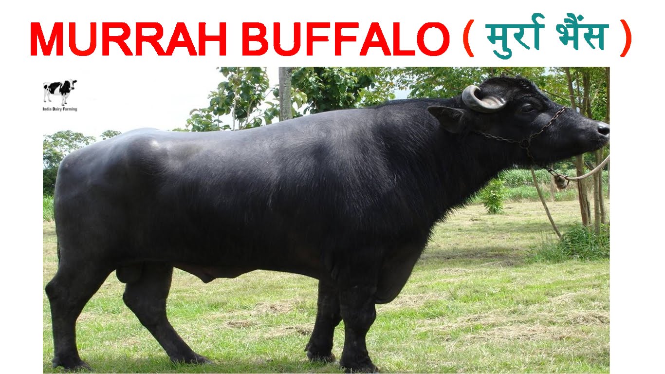 Murrah Buffalo